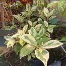 Ficus Elastica Tineke White Variegated Plant Home Rare Live Plant - Plant for Your Home Garden