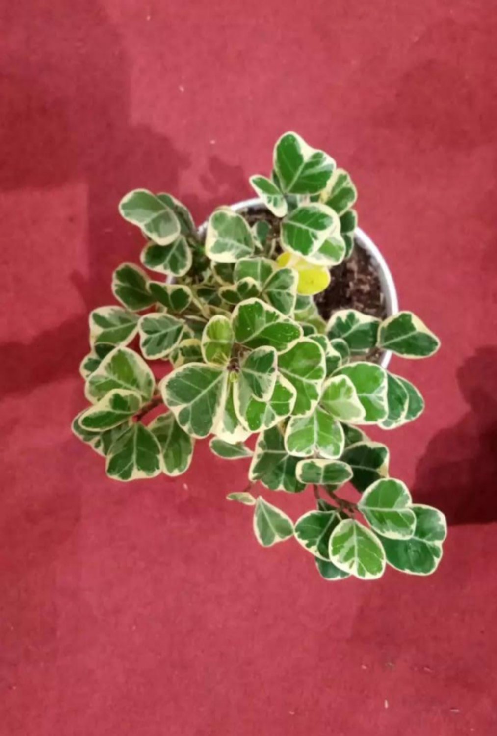 Variegated Ficus Triangularis Variegated Plant Home Rare Live Plant - Plant for Your Home Garden