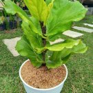 Fiddle Leaf Fig-Ficus Lyrata Plant Home Rare Live Plant - Plant for Your Home Garden