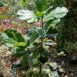 Fiddle Leaf Fig-Ficus Lyrata Plant Home Rare Live Plant - Plant for Your Home Garden
