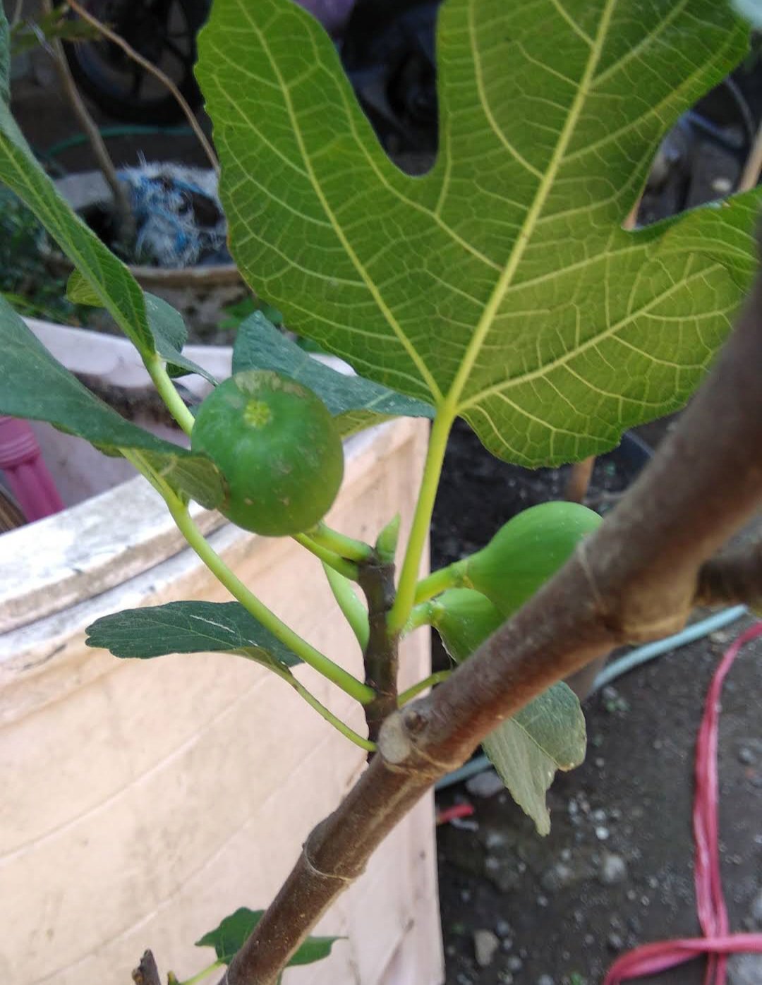 Ischia Fig Tree Ficus Carica Plant Home Rare Live Plant - Plant for Your Home Garden