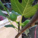 Ischia Fig Tree Ficus Carica Plant Home Rare Live Plant - Plant for Your Home Garden