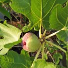 Olympian Fig Ficus carica Plant Home Rare Live Plant - Plant for Your Home Garden