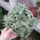 Silver Nerve Fittonia verschaffeltii Plant Home Rare Live Plant - Plant for Your Home Garden