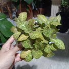 Red Fittonia verschaffeltii Plant Home Rare Live Plant - Plant for Your Home Garden
