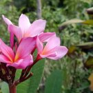 Plumeria Pink Flowers Plant Home Rare Live Plant - Plant for Your Home Garden
