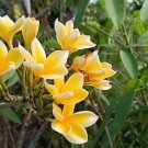 Yellow Plumeria Flowers Plant Home Rare Live Plant - Plant for Your Home Garden