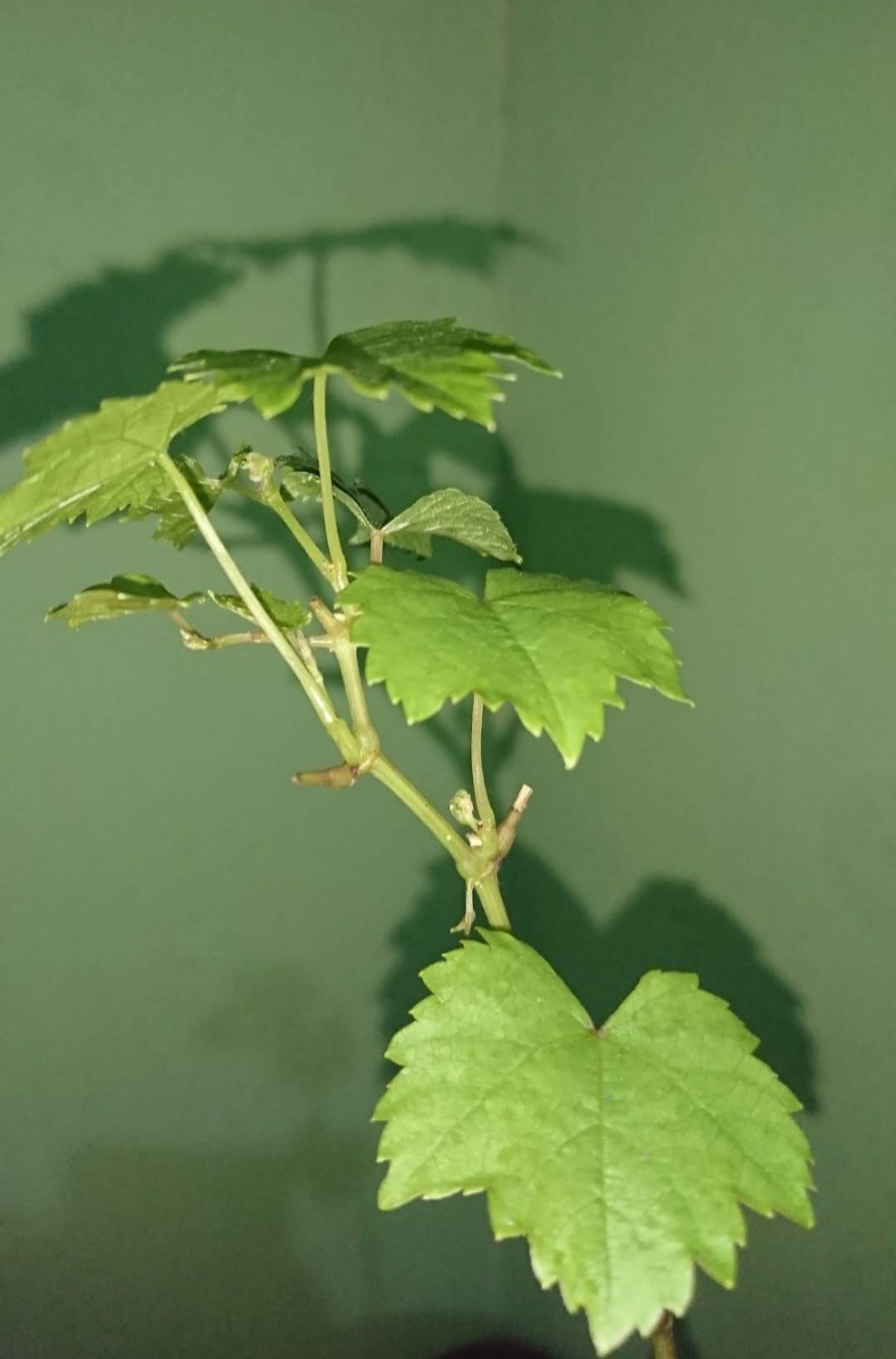 Concord Grape Vine Fruit Plant Home Rare Live Plant - Plant for Your Home Garden