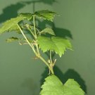 Concord Grape Vine Fruit Plant Home Rare Live Plant - Plant for Your Home Garden