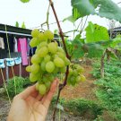 Autumn crisp seedless grape Plant Home Rare Live Plant - Plant for Your Home Garden