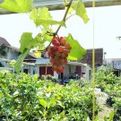 CANDICE Seedless Grape Vine Plant Home Rare Live Plant - Plant for Your Home Garden