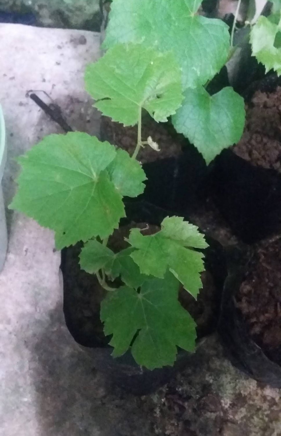 Purple Kyoho Grape Fruit Plant Home Rare Live Plant - Plant for Your Home Garden