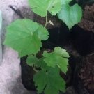 Purple Kyoho Grape Fruit Plant Home Rare Live Plant - Plant for Your Home Garden
