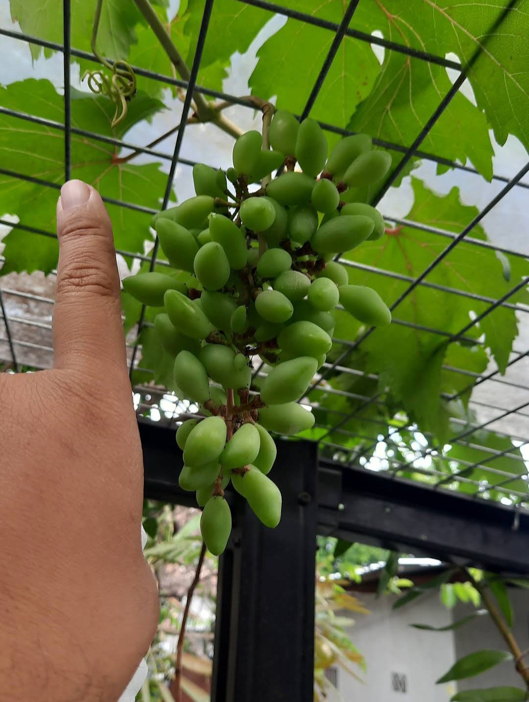 20 Seeds Finger Grape Fruit Plant Home Rare Live Plant - Plant for Your Home Garden