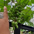 20 Seeds Finger Grape Fruit Plant Home Rare Live Plant - Plant for Your Home Garden