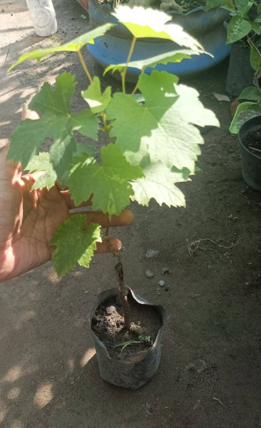 CATAWBA Grape Vine Fruit Plant Home Rare Live Plant - Plant for Your Home Garden