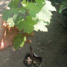CATAWBA Grape Vine Fruit Plant Home Rare Live Plant - Plant for Your Home Garden