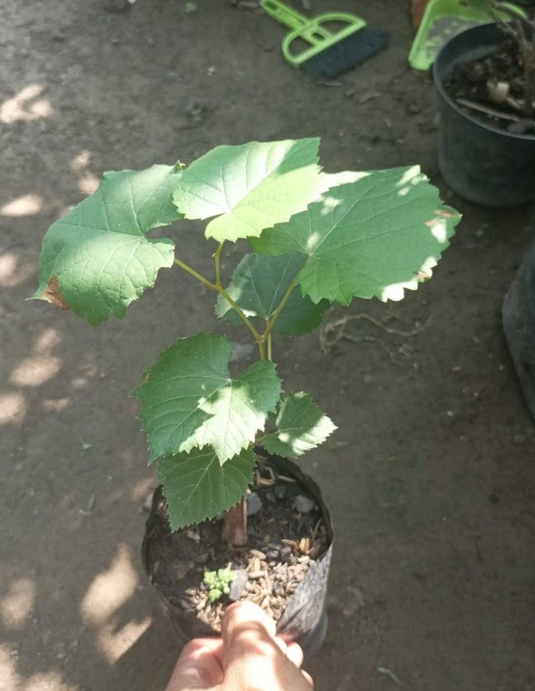 Ruby Finger Grape Fruit Plant Home Rare Live Plant - Plant for Your Home Garden