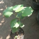 Ruby Finger Grape Fruit Plant Home Rare Live Plant - Plant for Your Home Garden