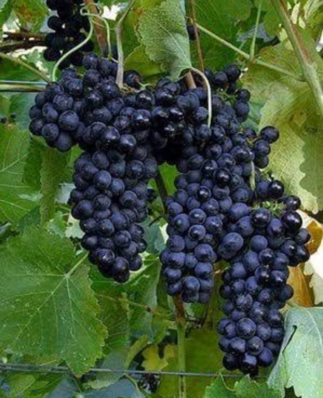 Black Monukka Grape Fruit Plant Home Rare Live Plant - Plant for Your Home Garden