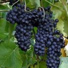 Black Monukka Grape Fruit Plant Home Rare Live Plant - Plant for Your Home Garden