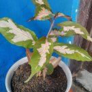 Graptophyllum Pictum Flower Plant Home Rare Live Plant - Plant for Your Home Garden