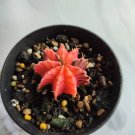 Gymnocalycium mihanovichii f. prolifera Home Rare Live Plant - Plant for Your Home Garden