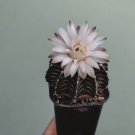 Gymnocalycium stenopleurum Cacti Home Rare Live Plant - Plant for Your Home Garden