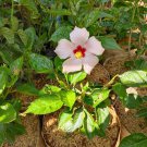 Rose Of Sharon White Flower Home Rare Live Plant - Plant for Your Home Garden