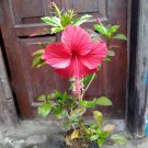 Hibiscus red Flower Home Rare Live Plant - Plant for Your Home Garden