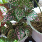 Pink Hypoestes Variegated Flower Home Rare Live Plant - Plant for Your Home Garden
