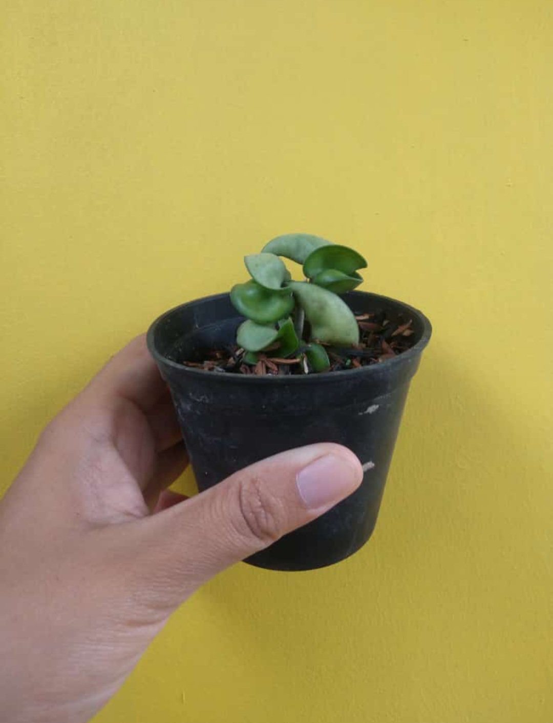 Hoya Carnosa Compacta Green Flower Home Rare Live Plant - Plant for Your Home Garden