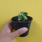 Hoya Carnosa Compacta Green Flower Home Rare Live Plant - Plant for Your Home Garden