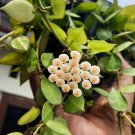 Hoya Carnosa Flower Home Rare Live Plant - Plant for Your Home Garden