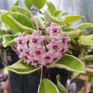 Hoya Carnosa Porcelain Flower Home Rare Live Plant - Plant for Your Home Garden