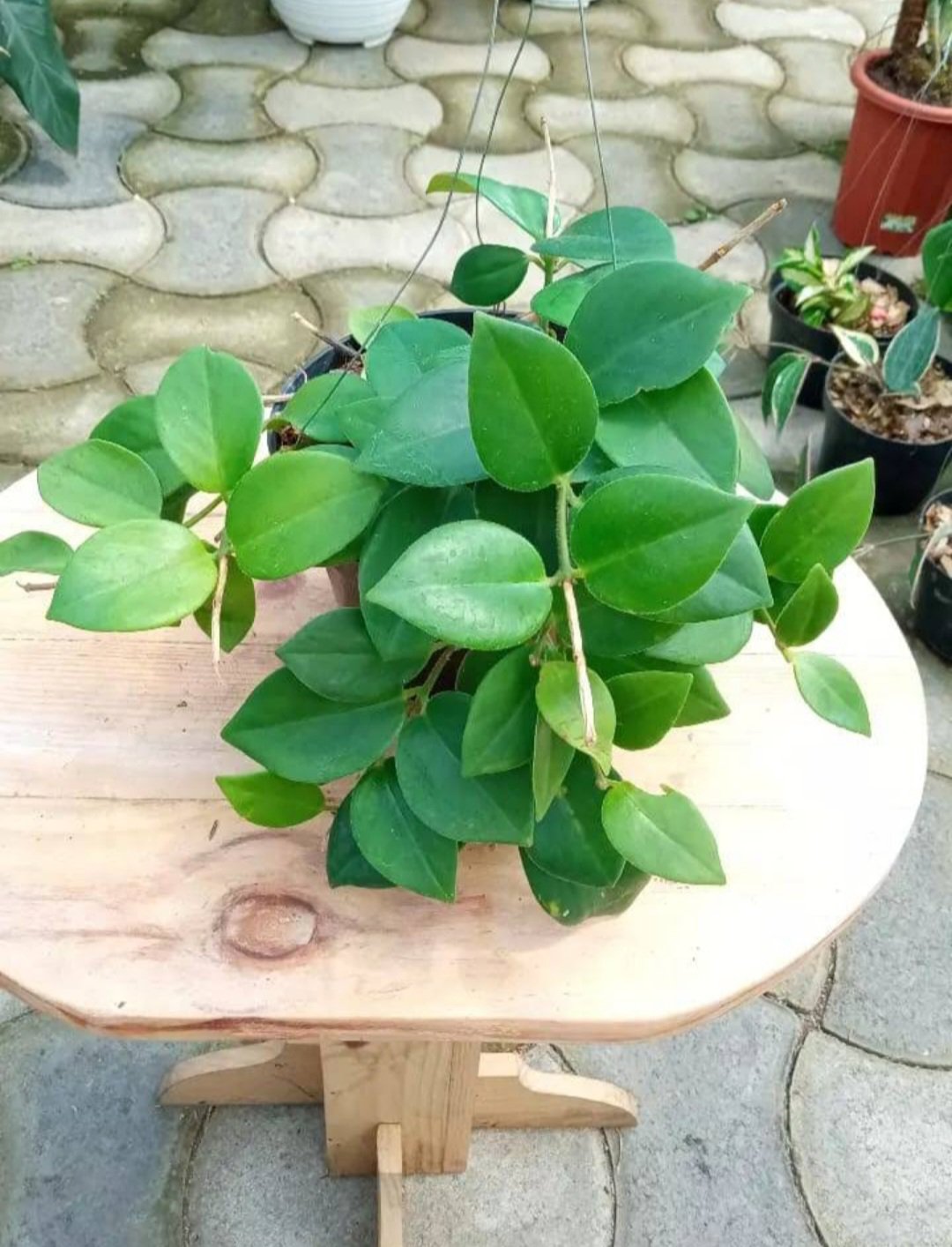 Hoya Mindorensis Flower Home Rare Live Plant - Plant for Your Home Garden