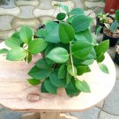 Hoya Mindorensis Flower Home Rare Live Plant - Plant for Your Home Garden