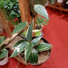 Hoya macrophylla Variegated Flower Home Rare Live Plant - Plant for Your Home Garden