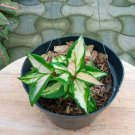 Hoya Carnosa Krimson Princess Flower Home Rare Live Plant - Plant for Your Home Garden