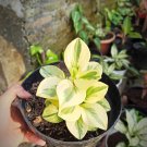 Peperomia Golden Gate Flower Home Rare Live Plant - Plant for Your Home Garden