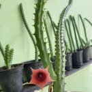 Huernia macrocarpa Cacti Flower Home Rare Live Plant - Plant for Your Home Garden