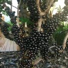 Jaboticaba fruit tree Home Rare Live Plant - Plant for Your Home Garden