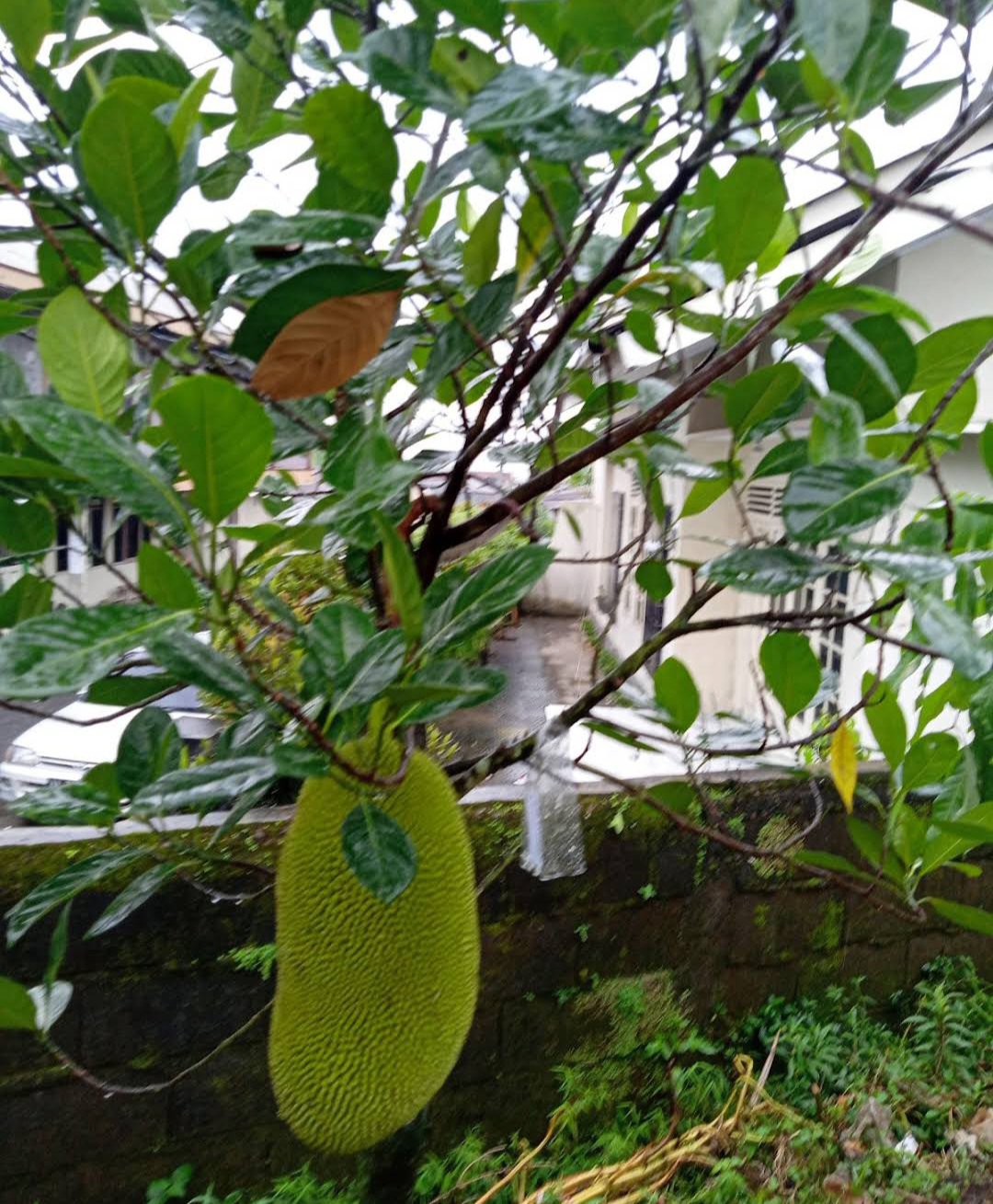 Jackfruit Live Tree Fruit Home Rare Live Plant - Plant for Your Home Garden