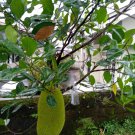 Jackfruit Live Tree Fruit Home Rare Live Plant - Plant for Your Home Garden