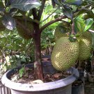Dwarf Jackfruit Tree Fruit Home Rare Live Plant - Plant for Your Home Garden