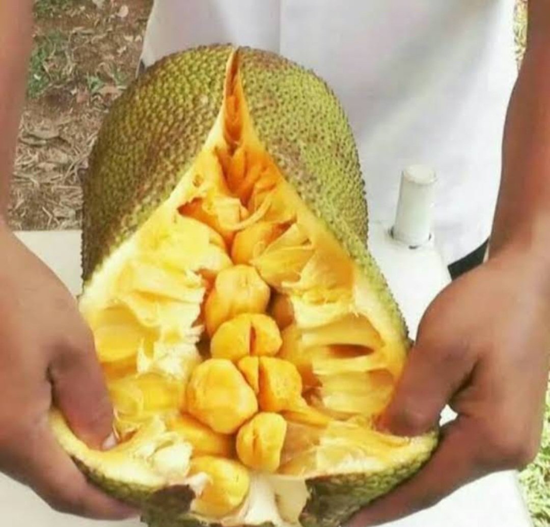 Chempedak (Artocarpus Integer) Tree Fruit Home Rare Live Plant - Plant for Your Home Garden