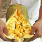 Chempedak (Artocarpus Integer) Tree Fruit Home Rare Live Plant - Plant for Your Home Garden