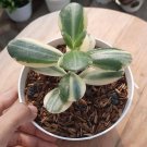 Crassula Ovata Variegata Succulent Home Rare Live Plant - Plant for Your Home Garden