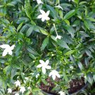 Jasminum Sambac Flower Home Rare Live Plant - Plant for Your Home Garden