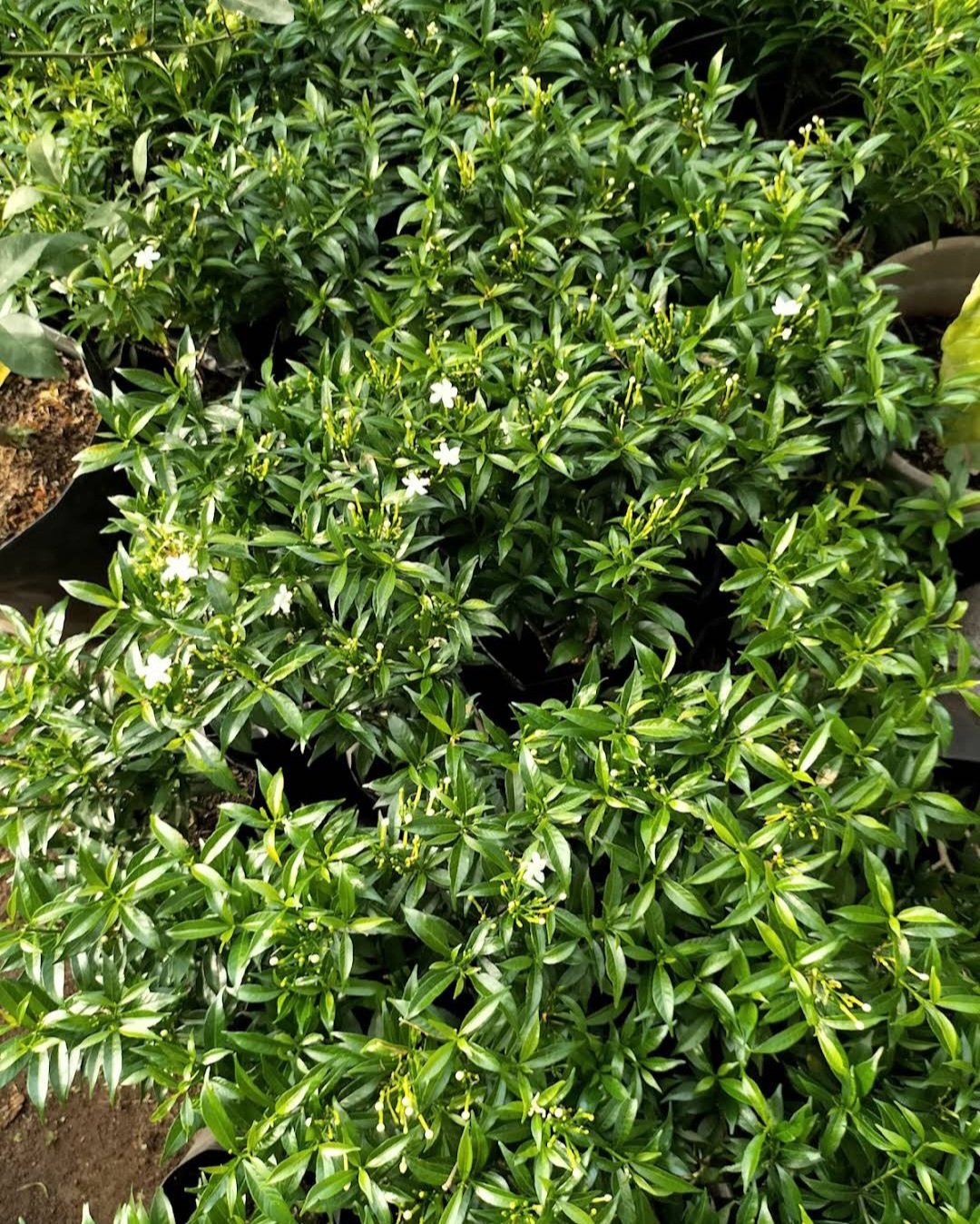 Night Blooming Jasmine Flower Home Rare Live Plant - Plant for Your Home Garden